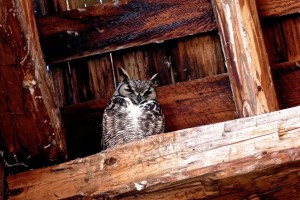 Betty's owl